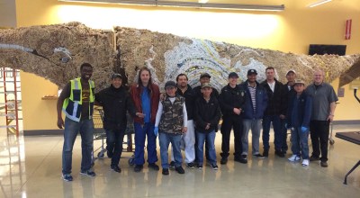 whale installation featured image