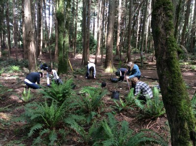Student volunteers at Saturday's Boeing Creek habitat restoration work party. 