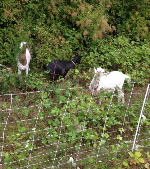 goats2
