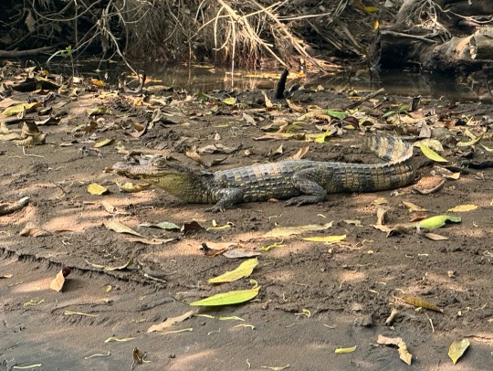 This is an image of a caiman in the dirt surrounded by leaves.